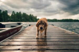 Dog at lake