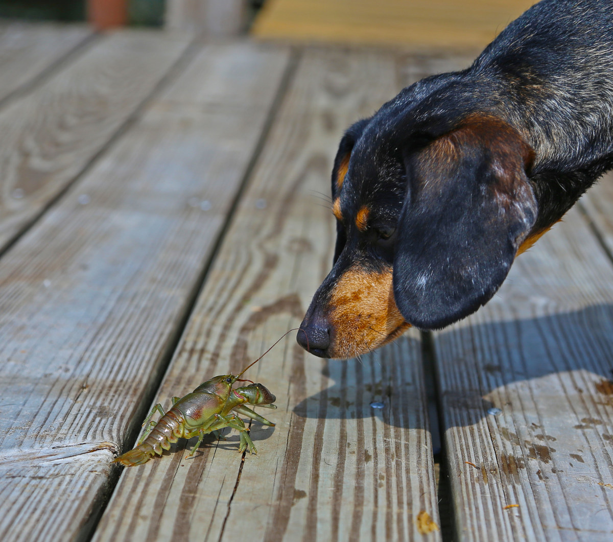 dog sniffing a crawfish at the lake Lake Homes Realty Articles and
