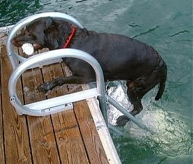 dog climbing aqua stairs to get on the dock