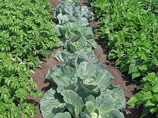 rows of leafy vegetation in a garden