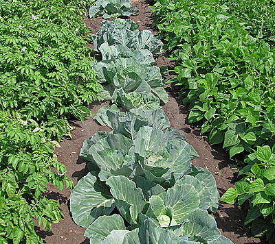 rows of leafy vegetation in a garden