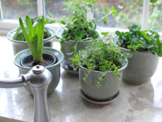 Indoor herb garden