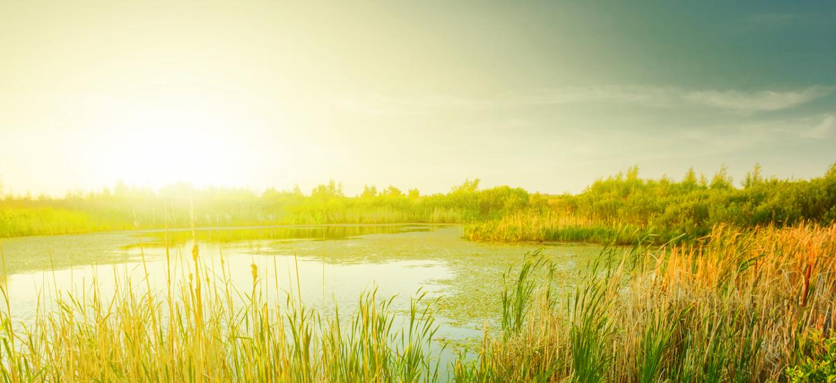 Tips for Dealing with Spring Pollen