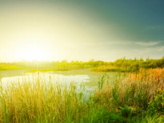 Spring grass