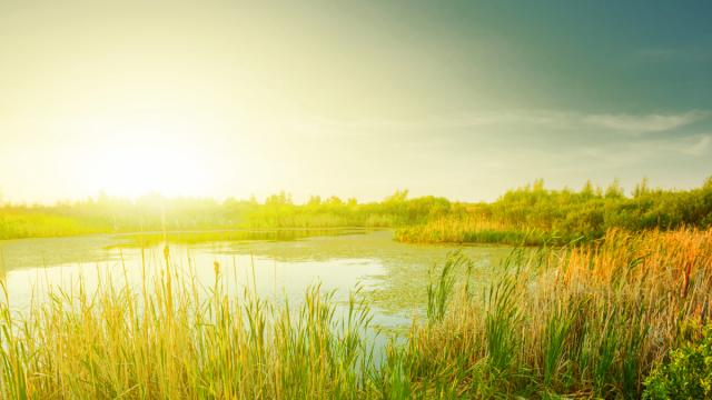 Tips for Dealing with Spring Pollen