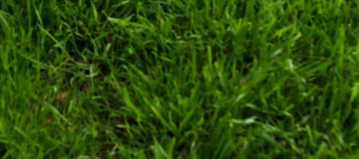 Tips for Maintaining a Green and Healthy Lawn in the Summer