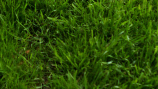 Tips for Maintaining a Green and Healthy Lawn in the Summer