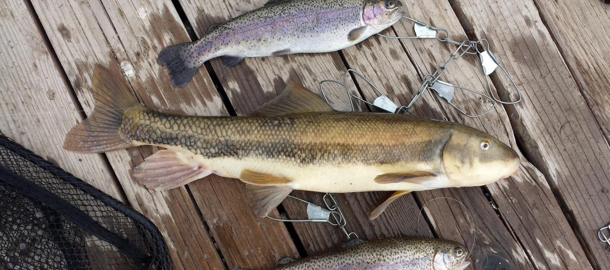 Trotline Fishing: Fill Your Freezer