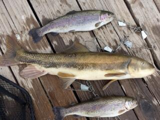 trout on trotline