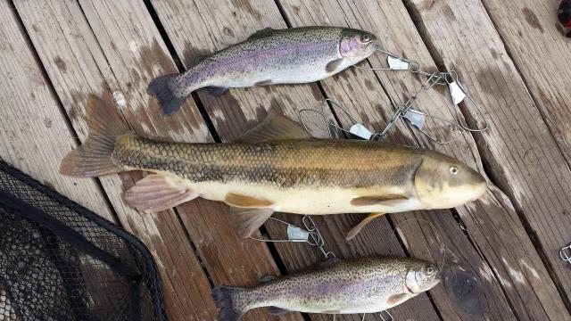 trout on trotline