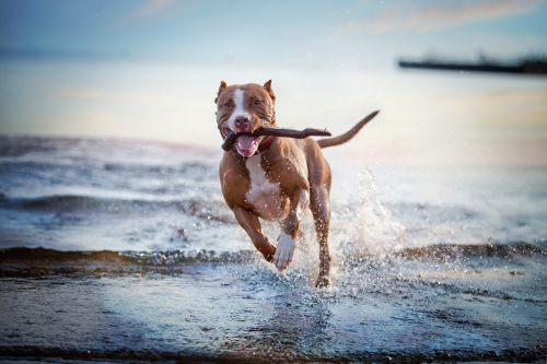 dog with stick running through lake