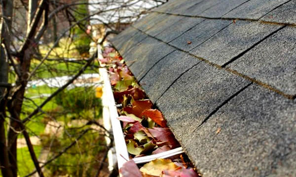 gutters with leaves in them