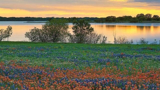 Wildflowers at Lake LBJ