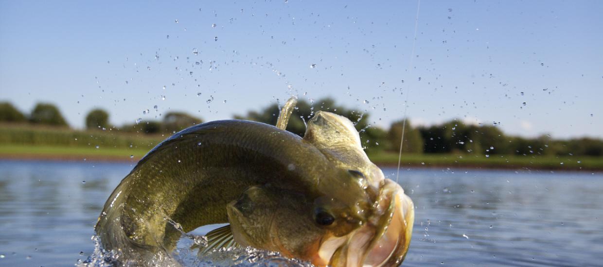 Fishing in the South – Species You’ll Find and How to Identify Them