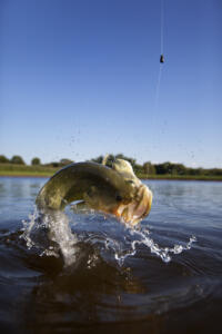 lake; tech