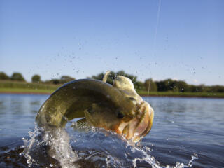 big fish on fishing line coming out of the water