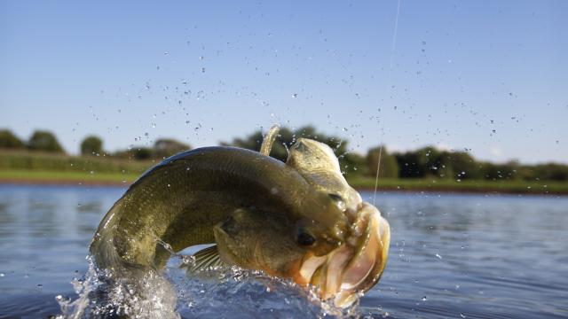 big fish on fishing line coming out of the water