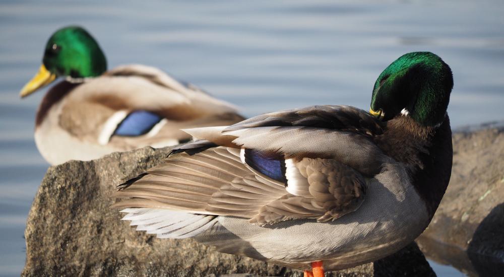 Pick Up a New Lake Hobby – Bird Watching