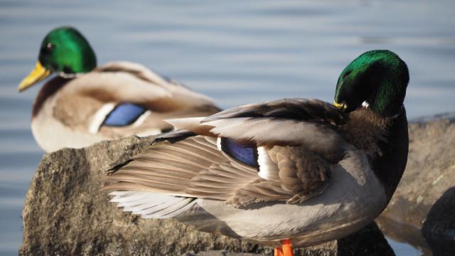 Pick Up a New Lake Hobby – Bird Watching