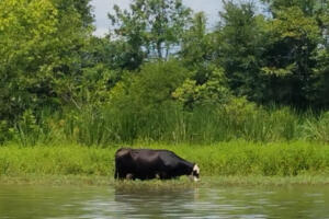 cow in water cow in water