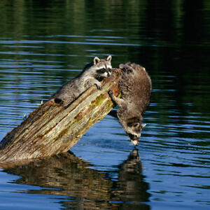 Fun Wildlife Family Activity at Your Lake - Can You Find ...