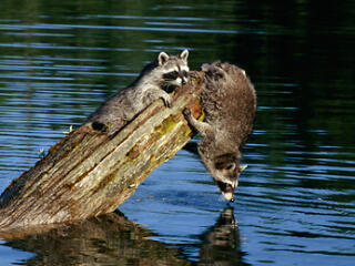 raccoons on logs over the water