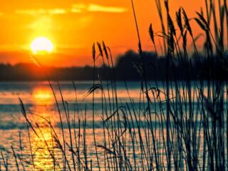 yellow and orange sun setting over the lake with reeds in foreground