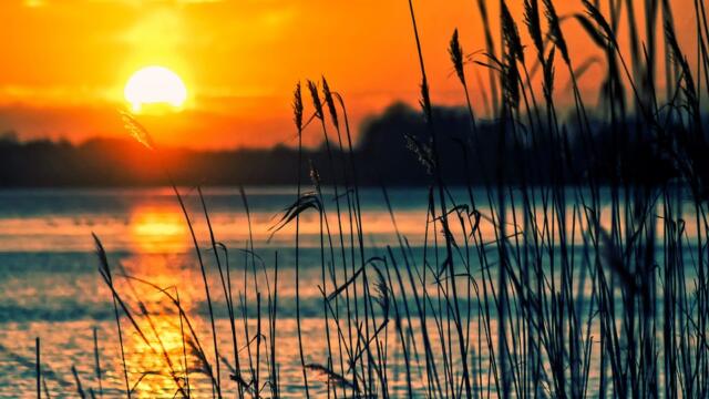 yellow and orange sun setting over the lake with reeds in foreground