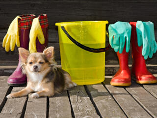 small dog on porch sitting with cleaning supplies