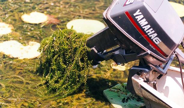 Hydrilla on Boat Motor