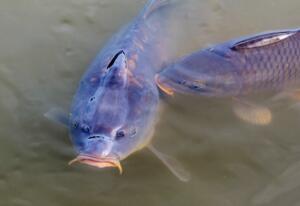 two carp in a lake