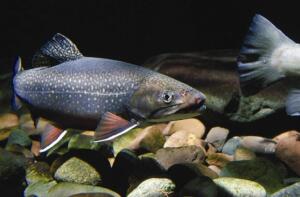 freshwater trout