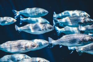 school of fish