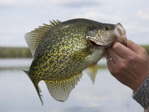 crappie