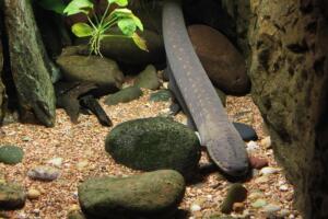 freshwater eel
