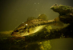 largemouth bass in lake