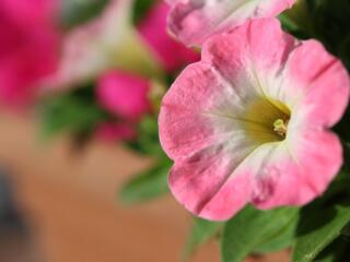 pink and yellow petunia bloom grown to prevent bugs at the lake