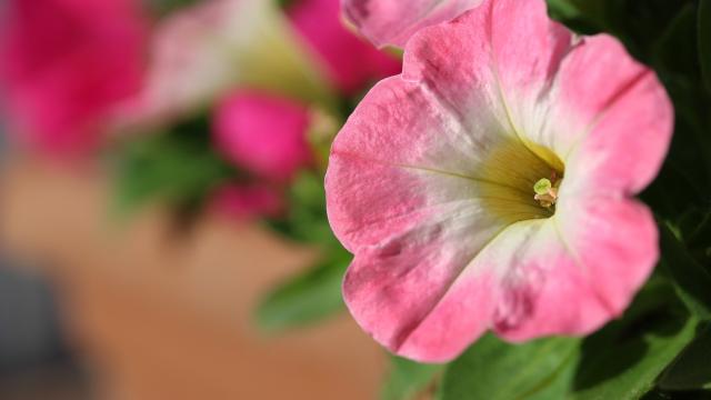 pink and yellow petunia bloom grown to prevent bugs at the lake