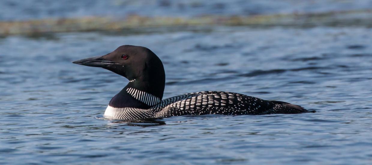 4 Reasons You Need a Lake Home on Oneida Lake