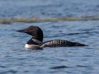 black common loon on Oneida Lake