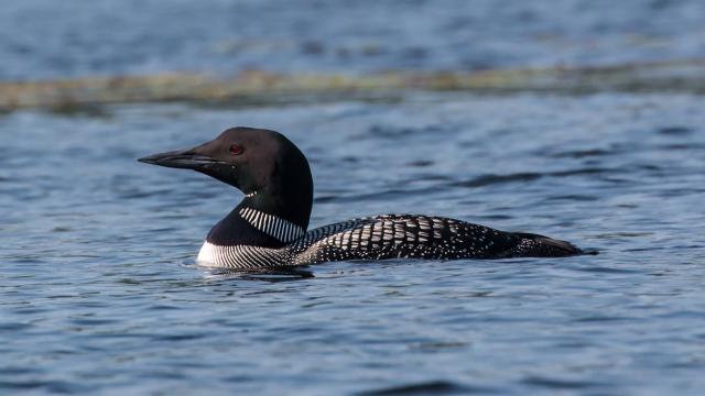 black common loon on Oneida Lake