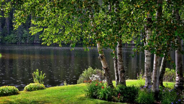 A luscious lawn in the summer starts with proper care in the spring. Check out these tips on how to prep your lawn for lake season!