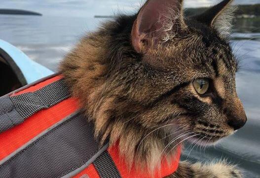 Pet Safety at the Lake: Your Cat Co-Captain