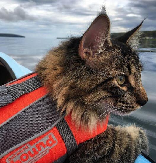 Pet Safety at the Lake: Your Cat Co-Captain