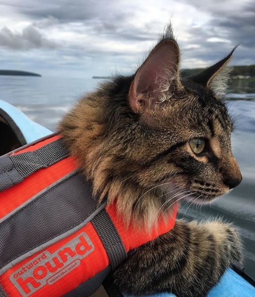Pet Safety at the Lake Your Cat CoCaptain Lake Homes Realty