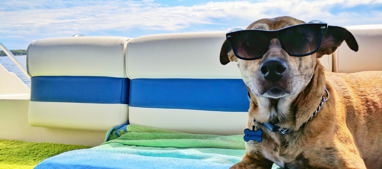 3 {Paw}esome Tips for Beating the Summer Heat
