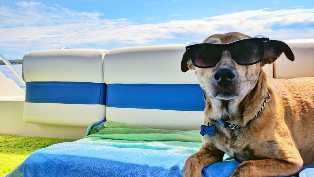 dog beating the summer heat on a boat