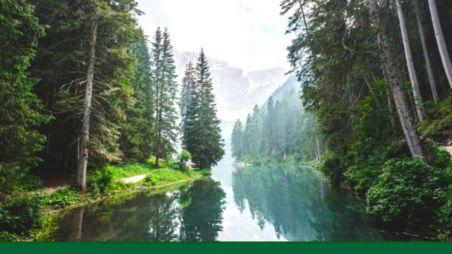 Evergreen trees on lake