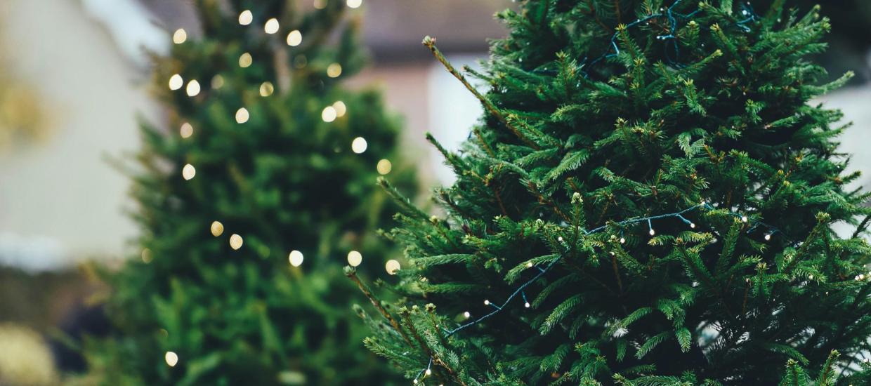 Be a Friend to the Fish – Sink Your Christmas Tree