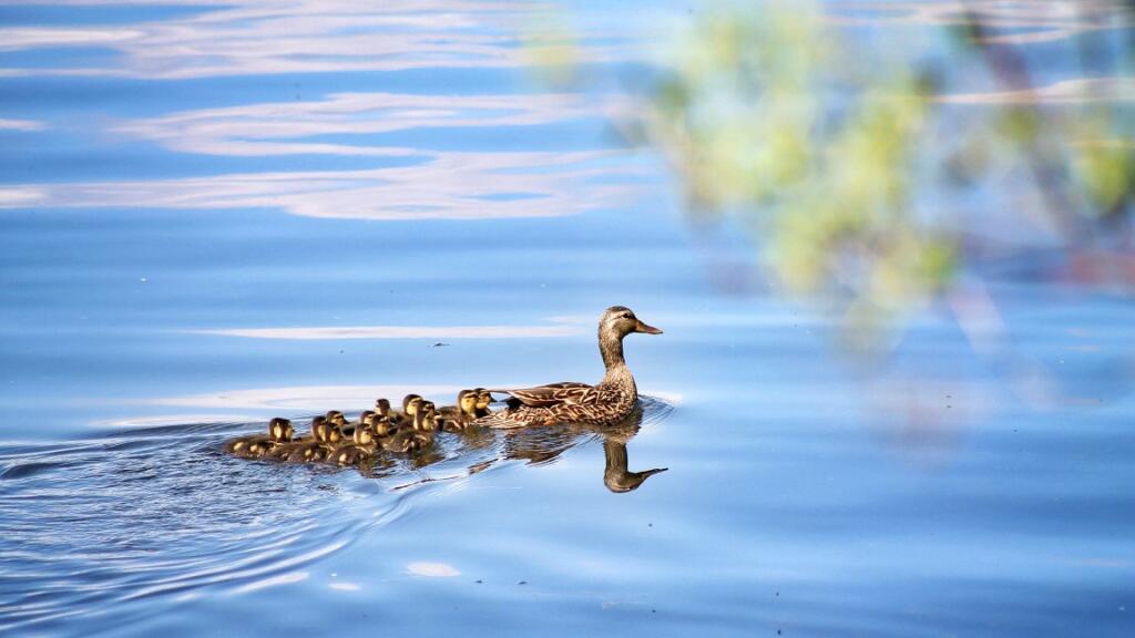 Lake wildlife